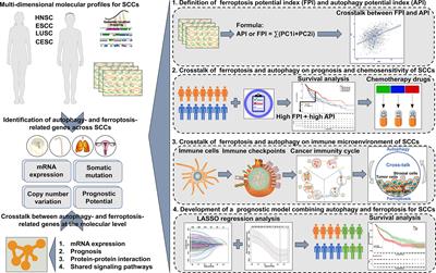 Characterization of Interplay Between Autophagy and Ferroptosis and Their Synergistical Roles on Manipulating Immunological Tumor Microenvironment in Squamous Cell Carcinomas